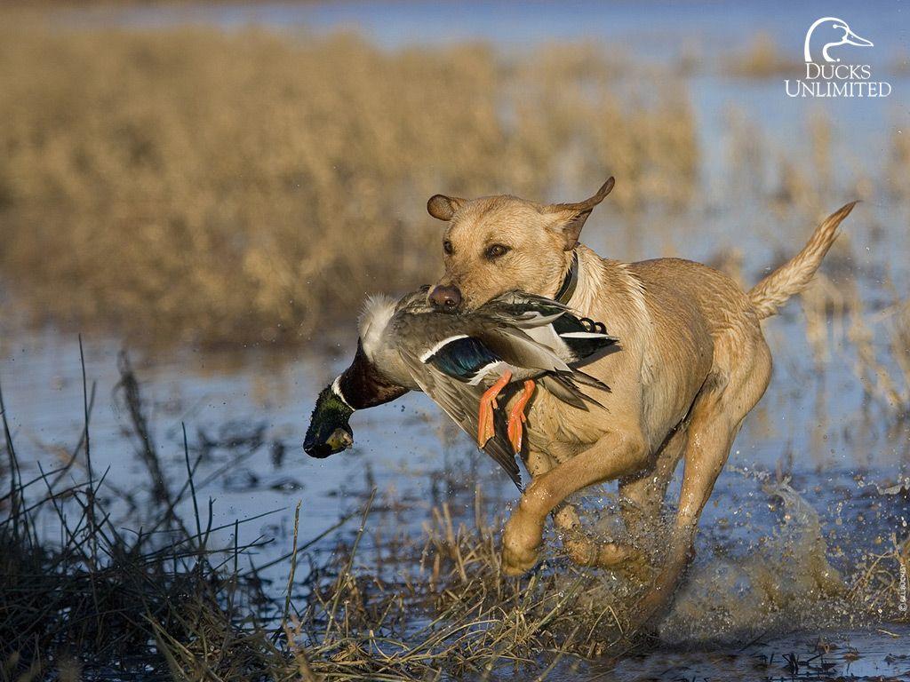 Labrador con anatra nella palude, 1024x768 HD, PC