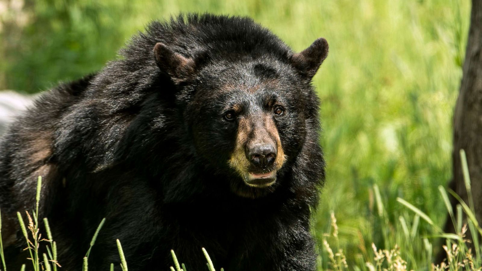 Orso nero nell'erba, 1600x900 900p, Desktop