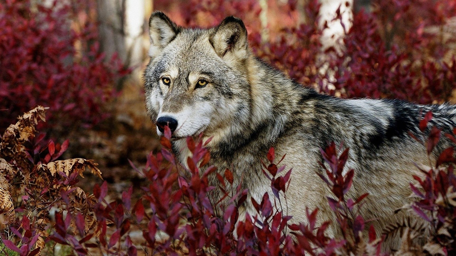Lupo grigio tra foglie rosse, 1920x1080 1080p, PC