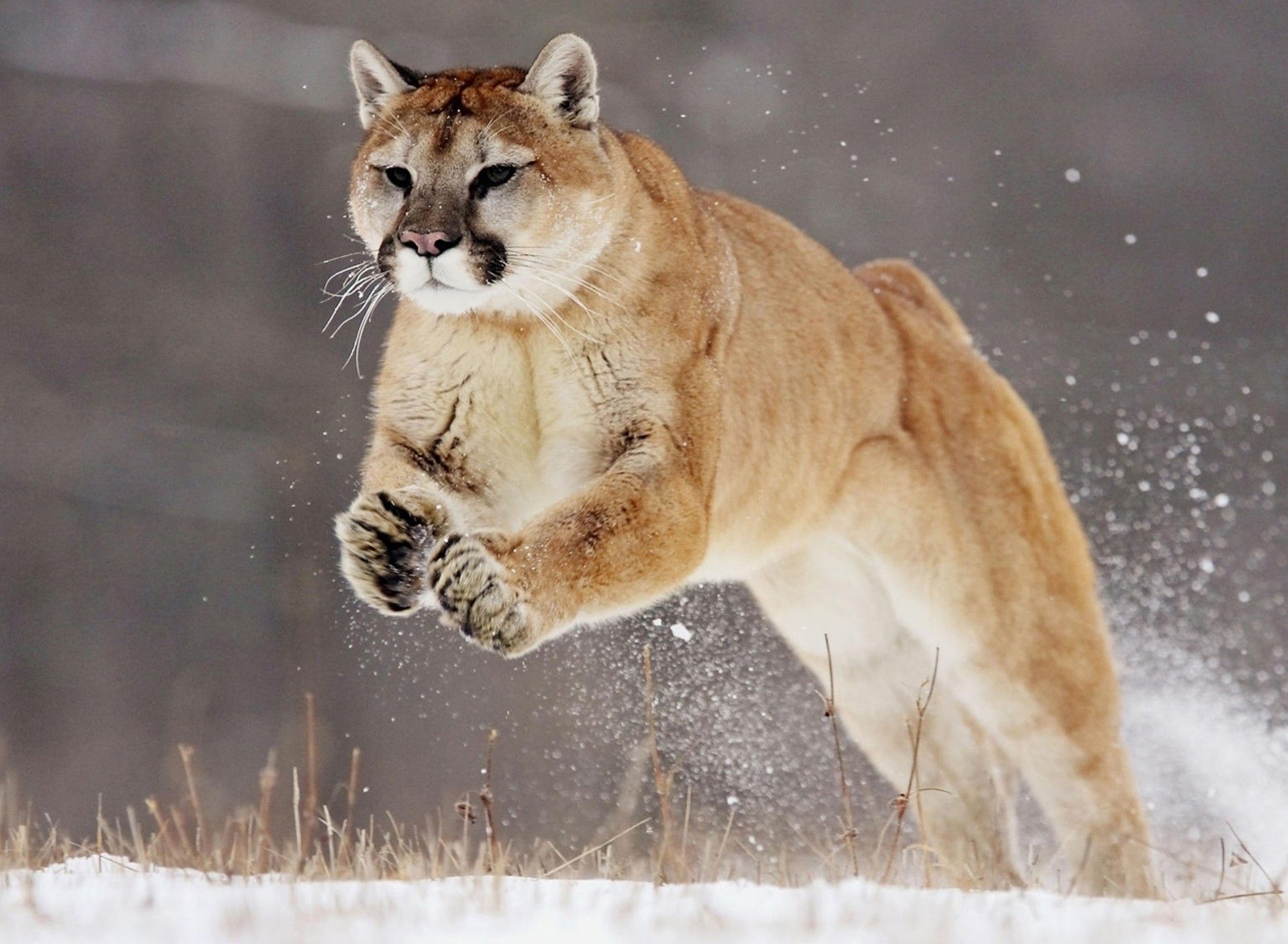 Puma che salta nella neve, abbigliamento sportivo, 1920x1408 Full HD+ WUXGA, Desktop