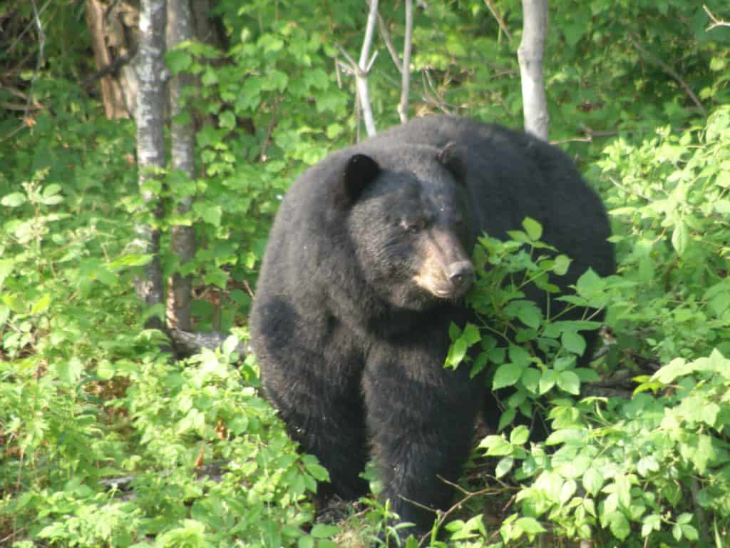 Orso nero nel bosco, 1024x768 HD, Laptop
