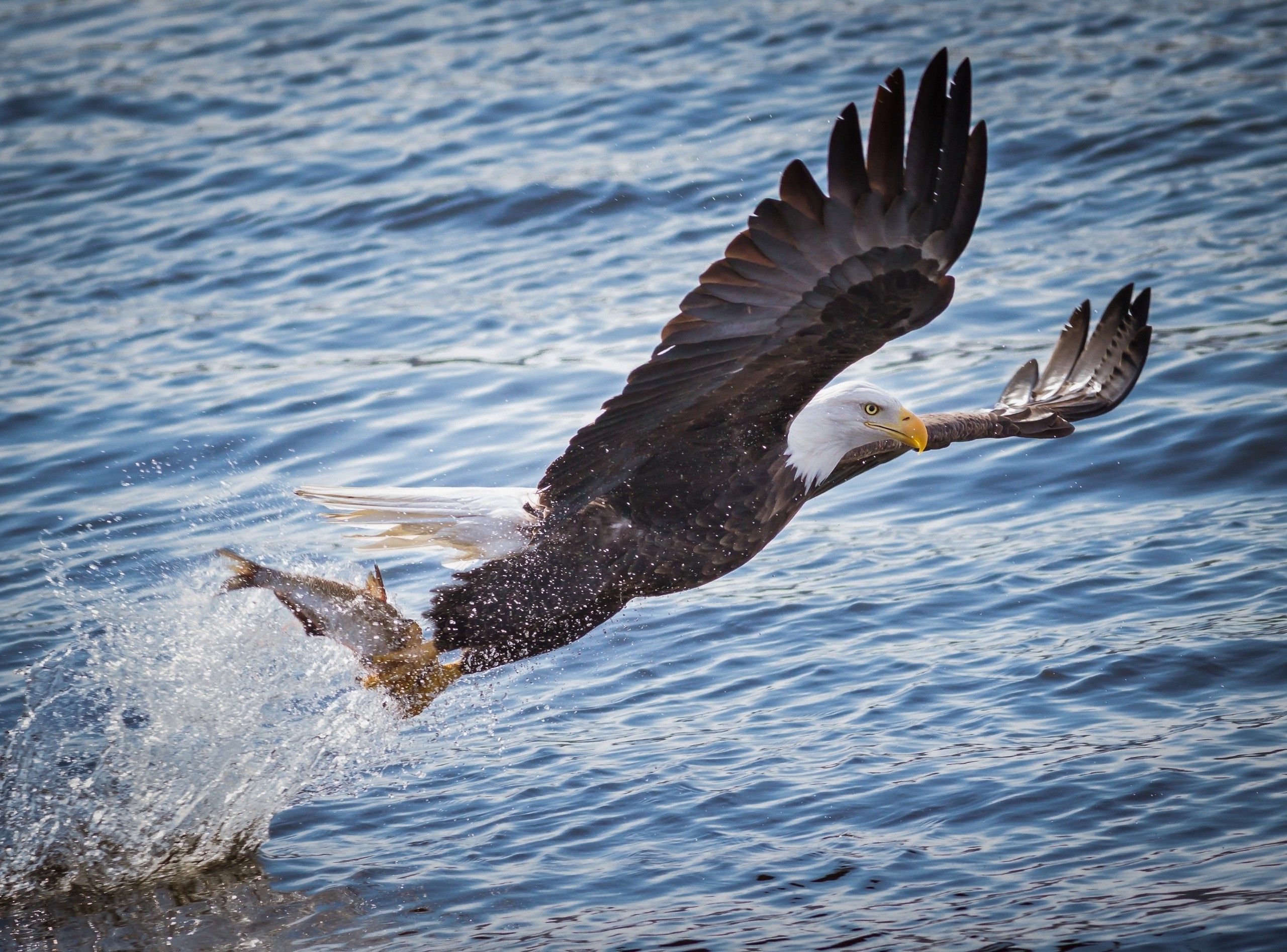 Aquila calva cattura pesce, 2560x1895 WQXGA, PC