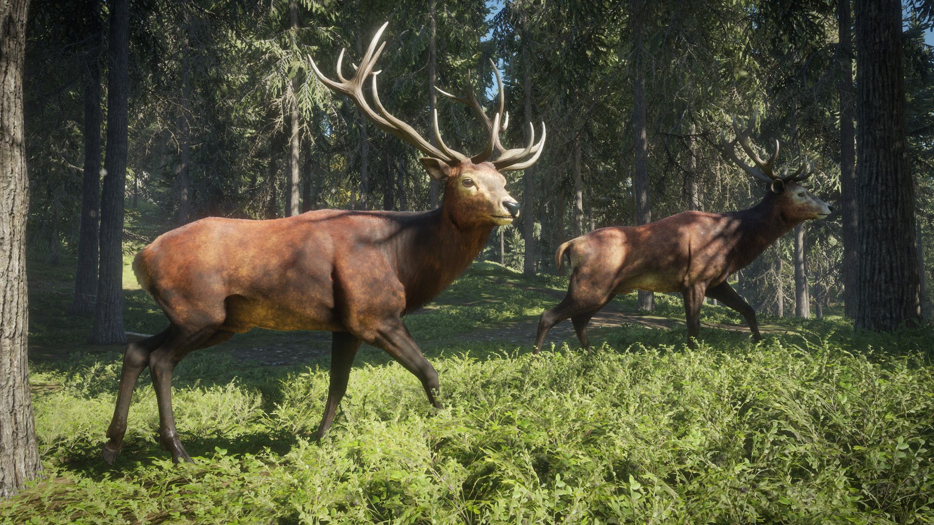 Cervi nella foresta, theHunter, 1920x1080 1080p, PC Desktop