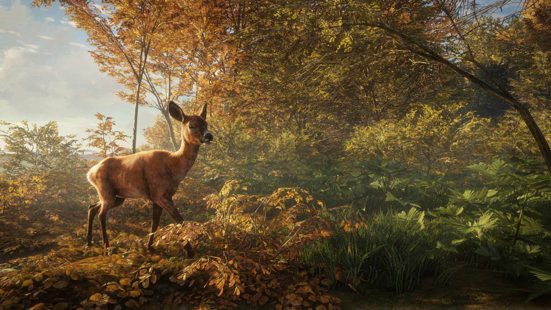 Cervo nella foresta autunnale, 1920x1080 Full HD 1080p, Laptop