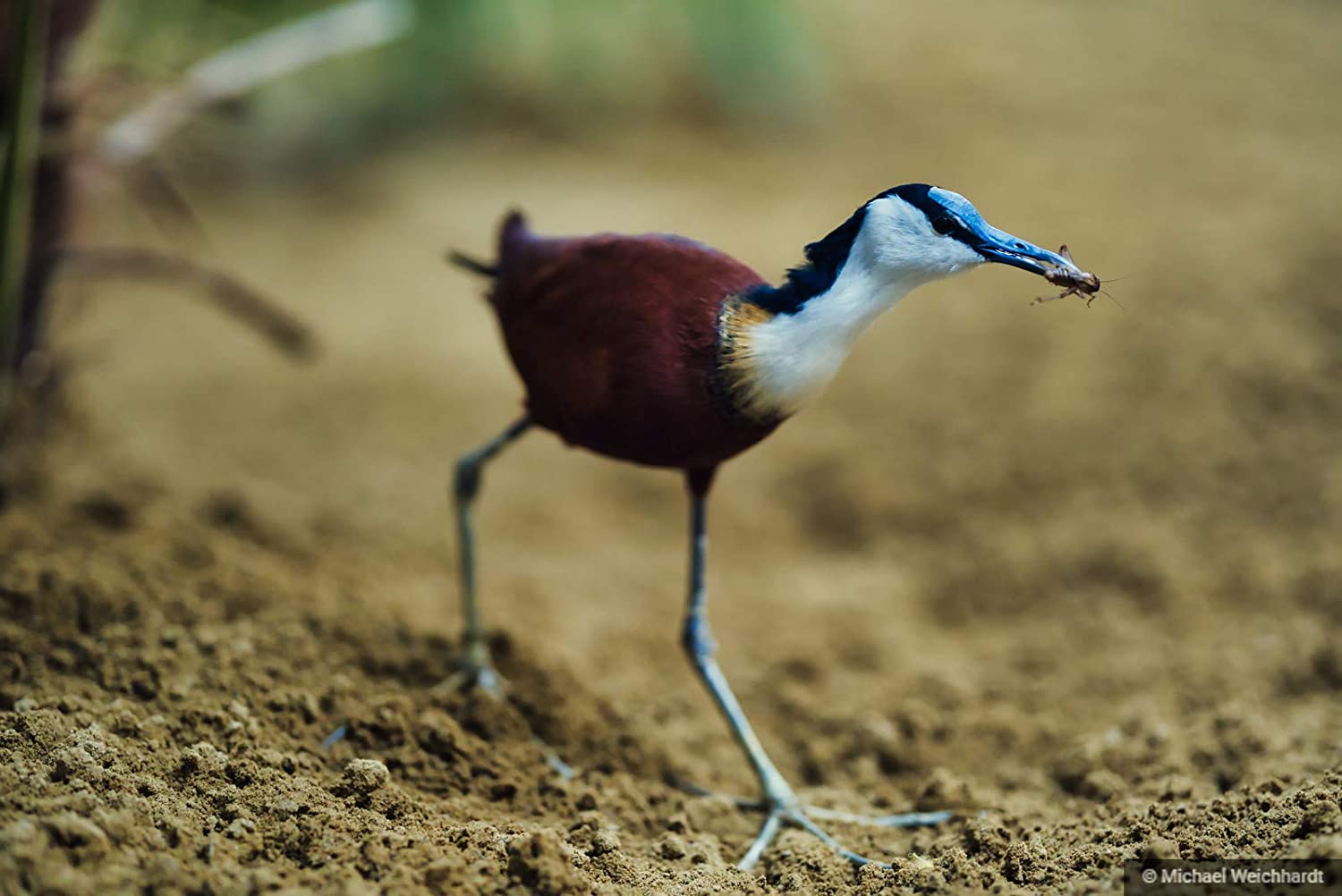 Jacana caccia insetto sabbia, 1500x1002 HD, ROG Asus Laptop