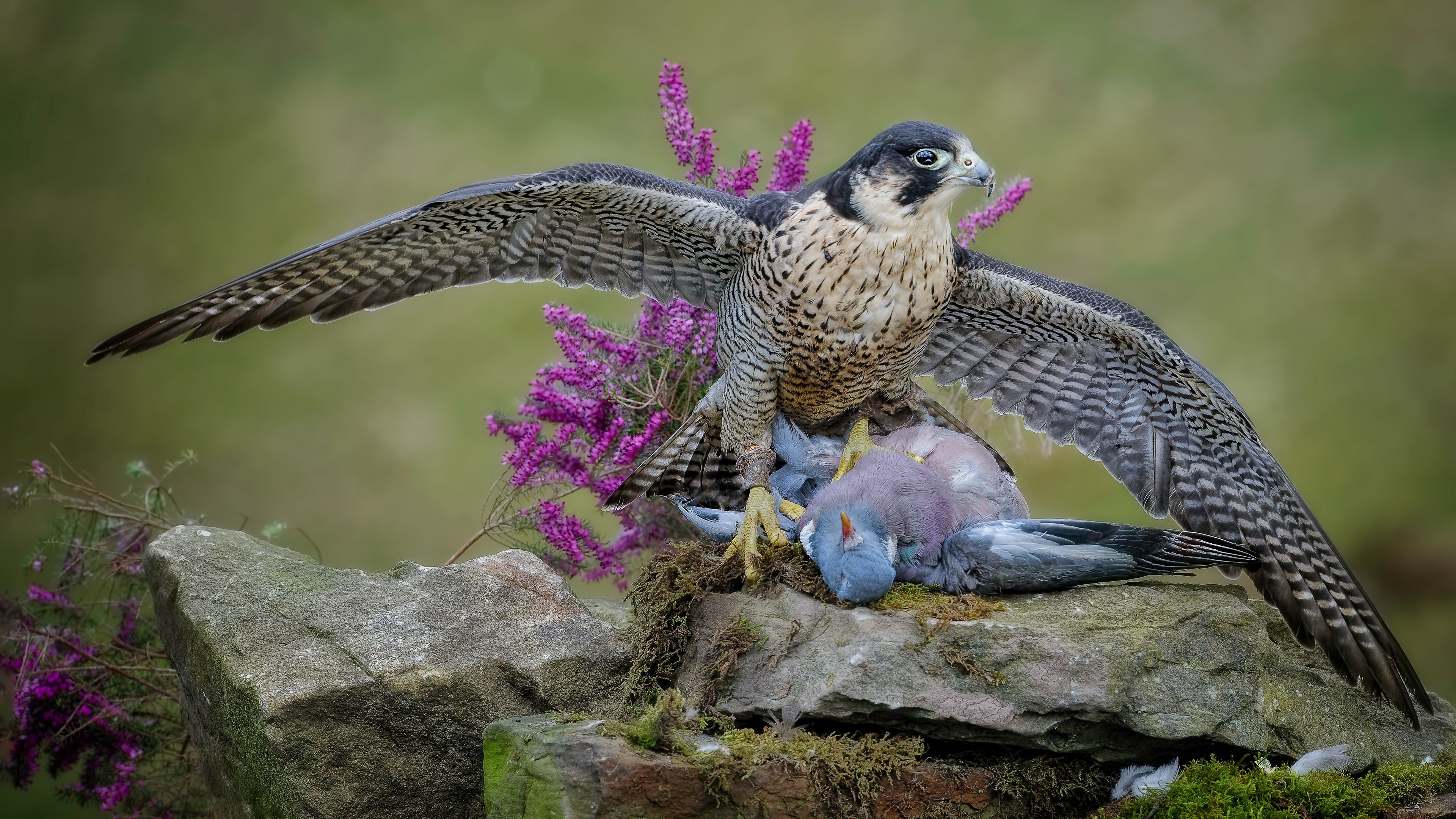Falco con preda su roccia, 3840x2160 4K Ultra HD, Monitor 4K