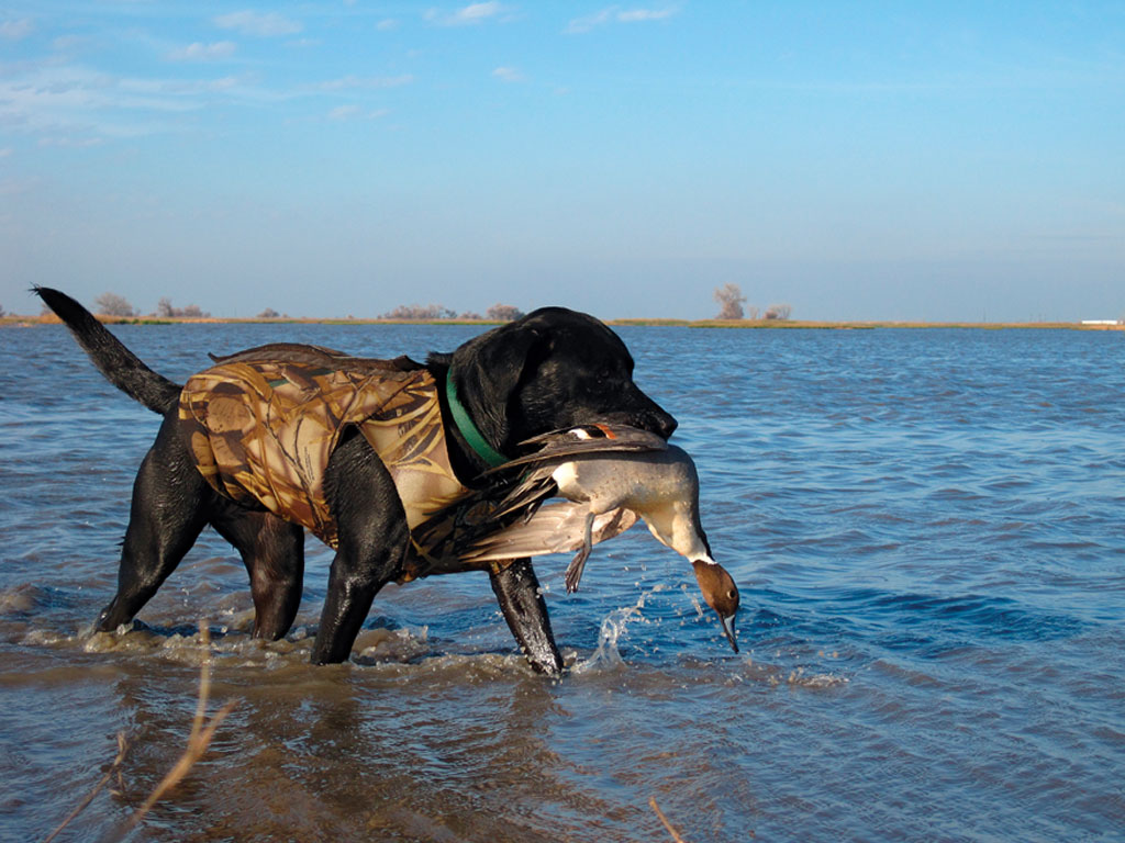 Cane da caccia con anatra, 1024x768 HD, PC
