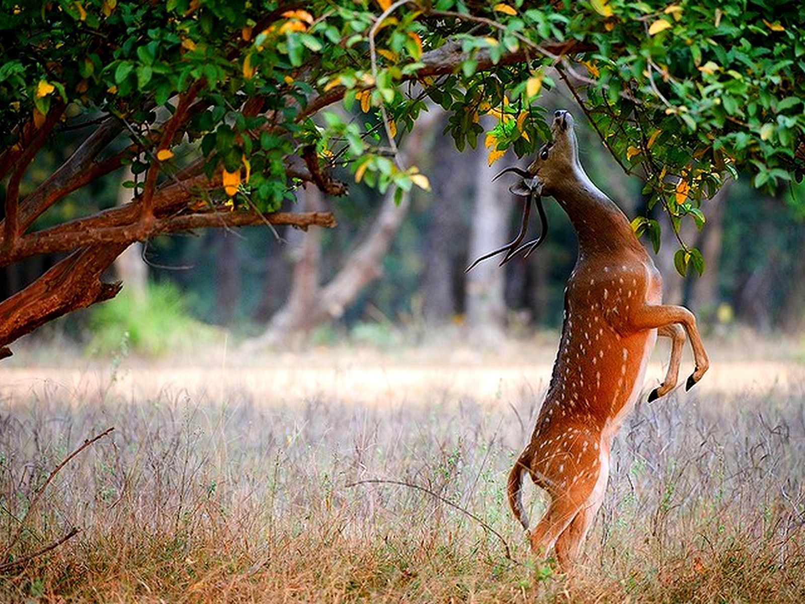 Cervo pomellato tra gli alberi, 1600x1200 HD Ready, Desktop