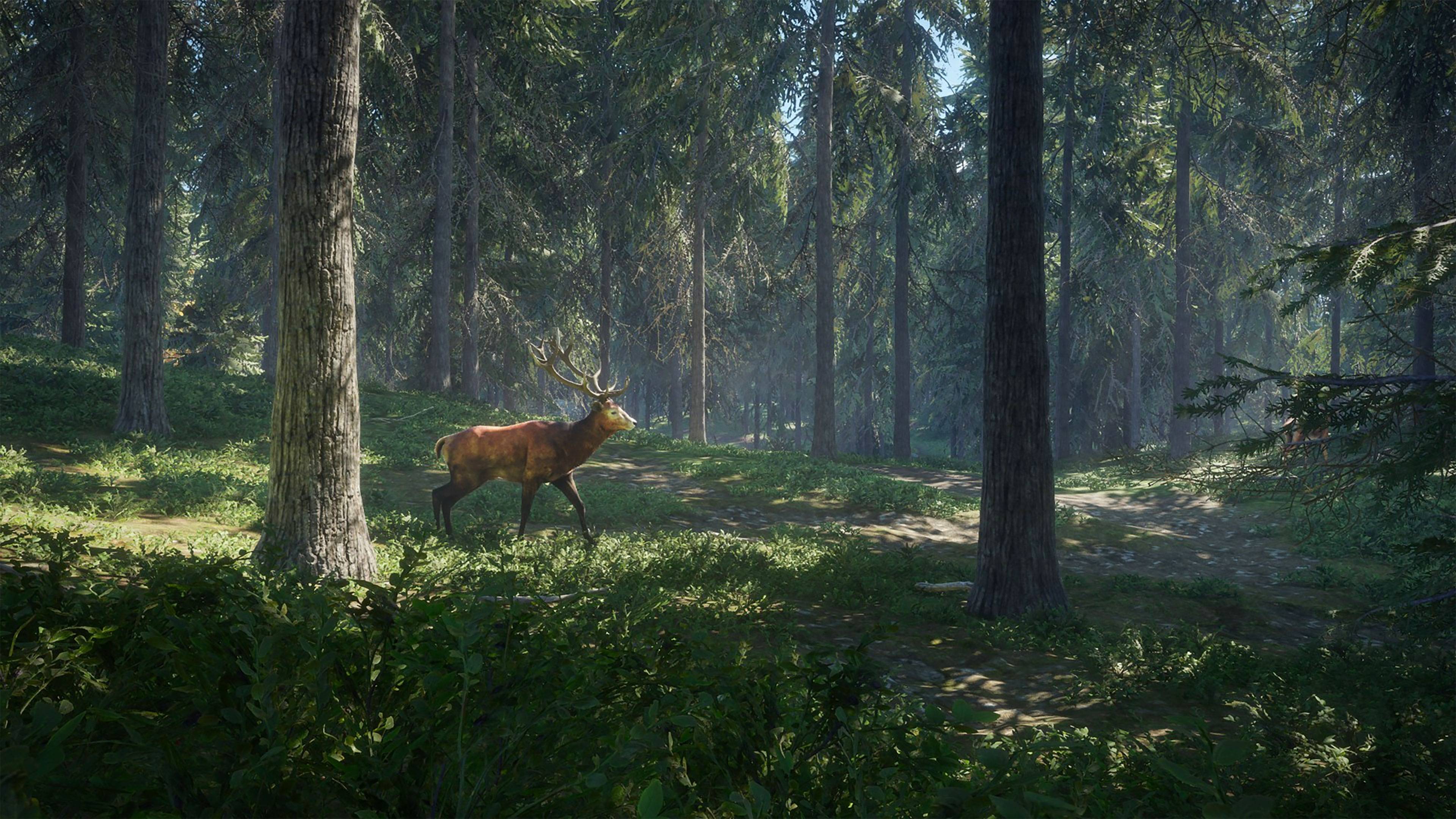 Cervo nella foresta, 3840x2160 4K Ultra HD, Monitor 4K