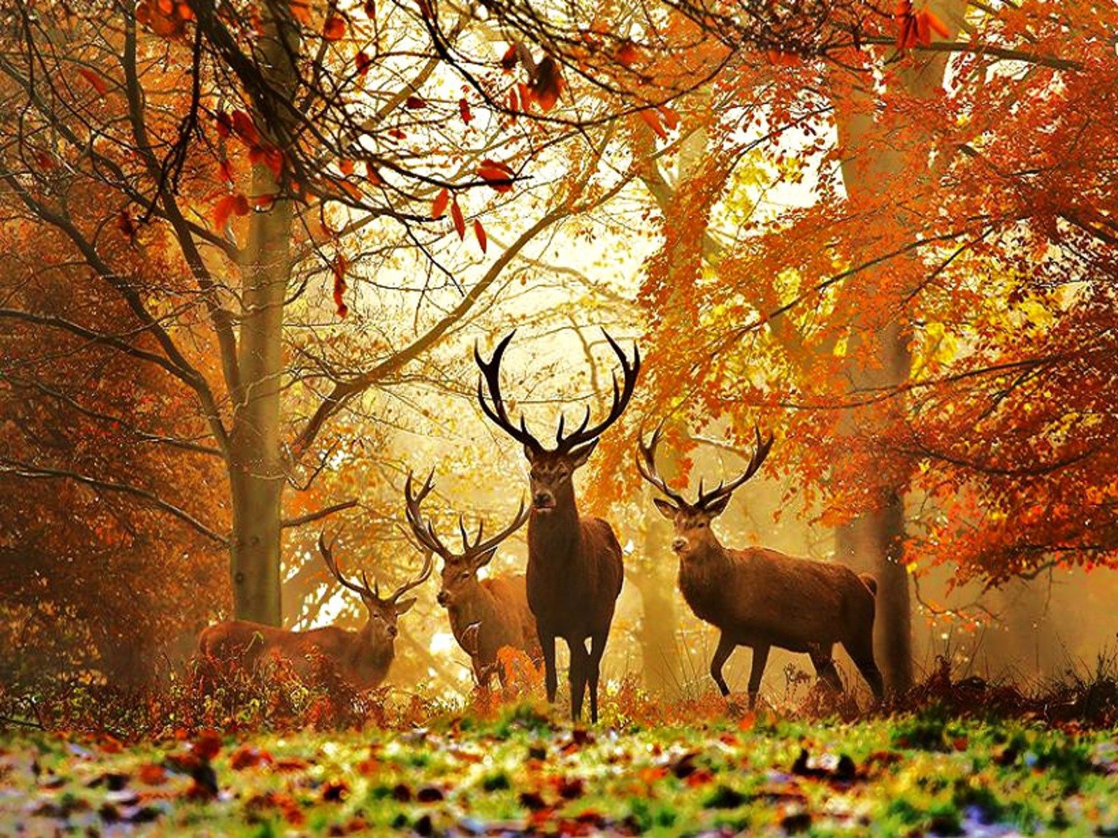 Cervi nella foresta autunnale, 1600x1200 900p, Desktop