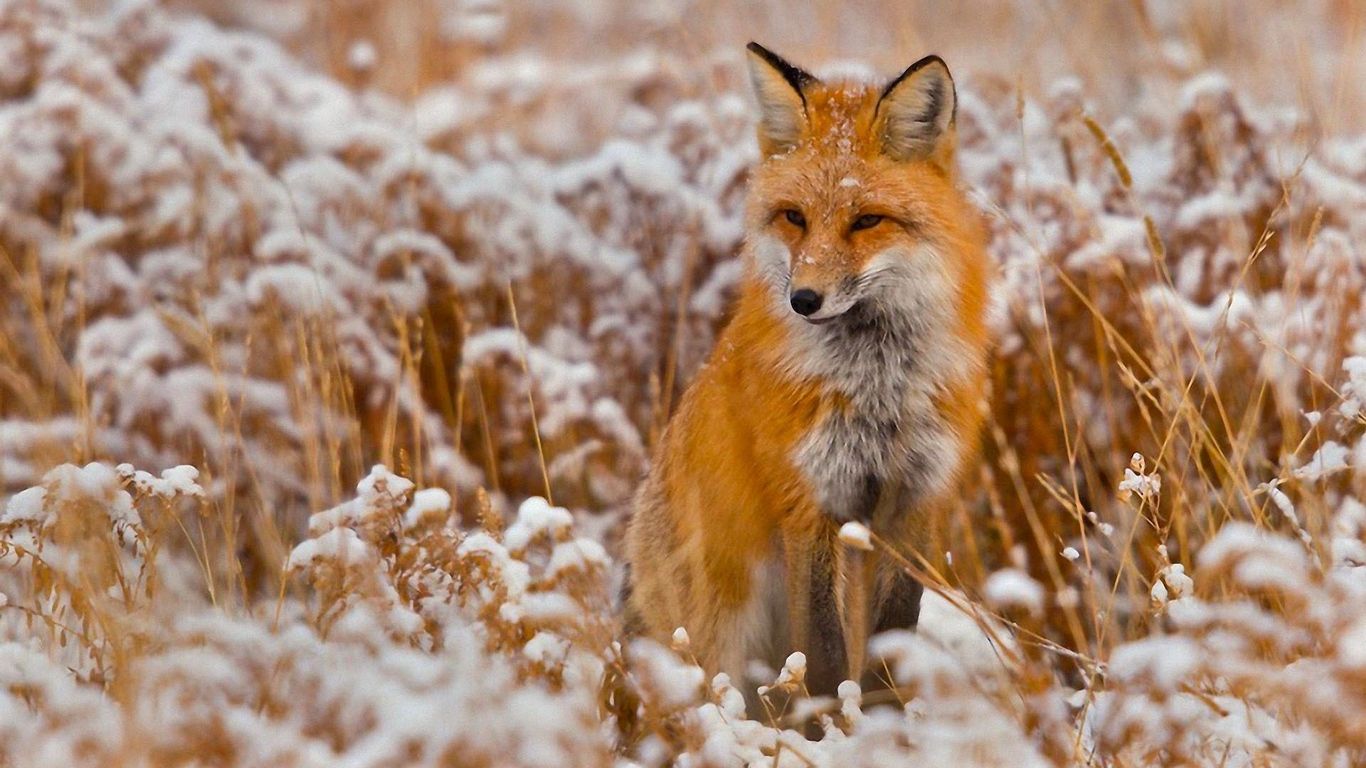 Volpe rossa nella neve, 1366x768 720p, ROG Asus Laptop