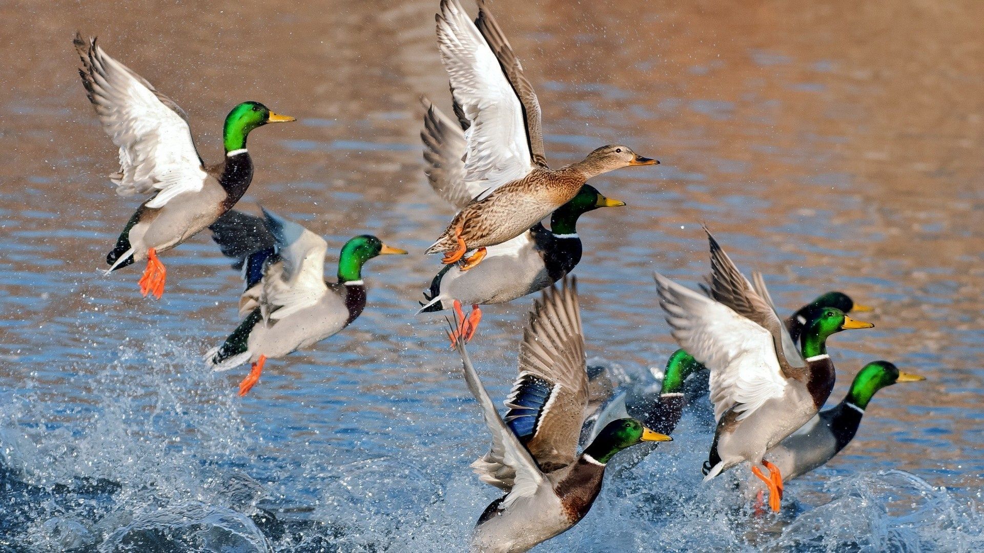 Anatre selvatiche in volo sull'acqua, 1920x1080 Full HD, Lenovo Legion