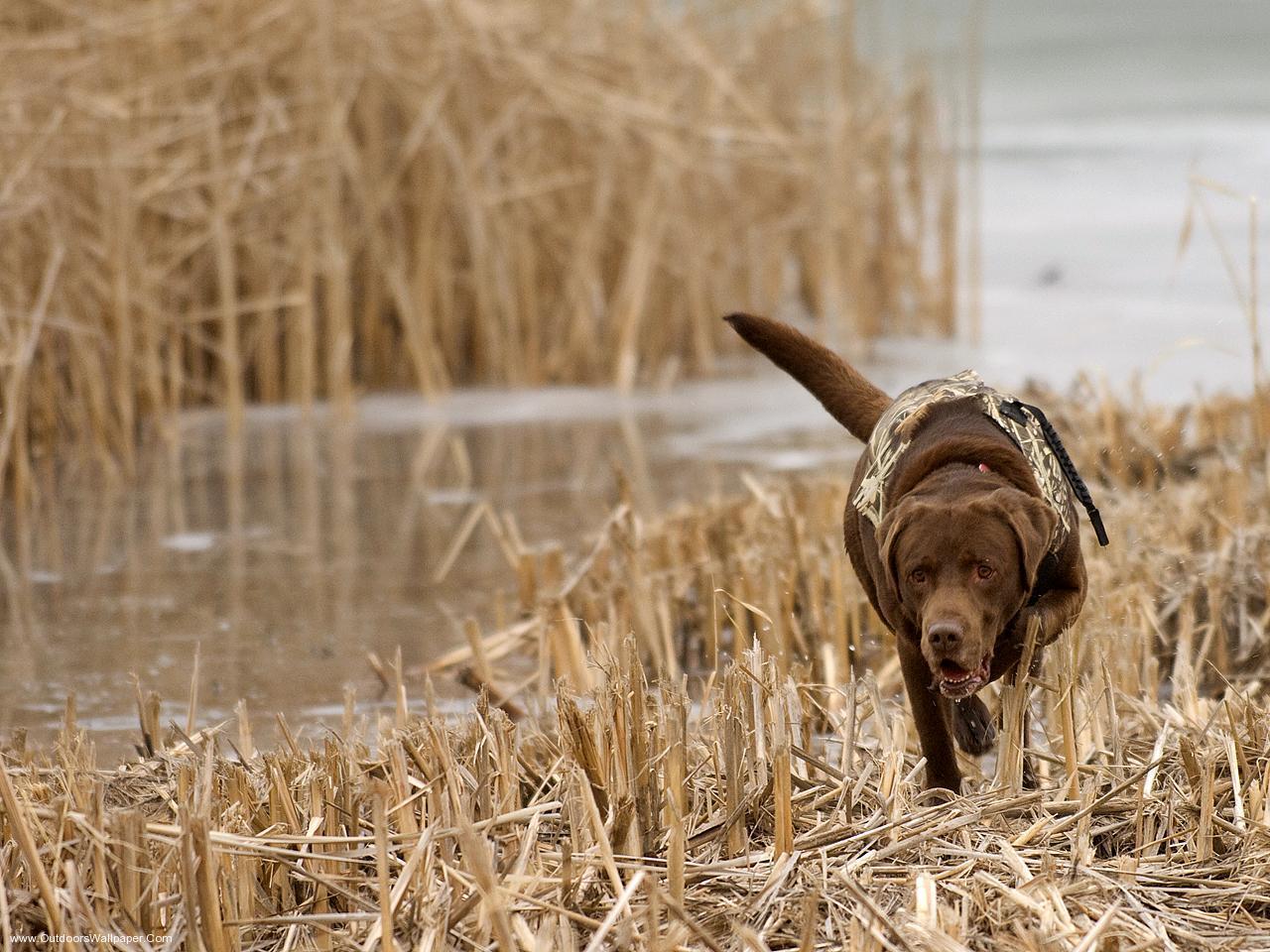Cane da caccia tra canneti, 1280x960 720p, Dell XPS