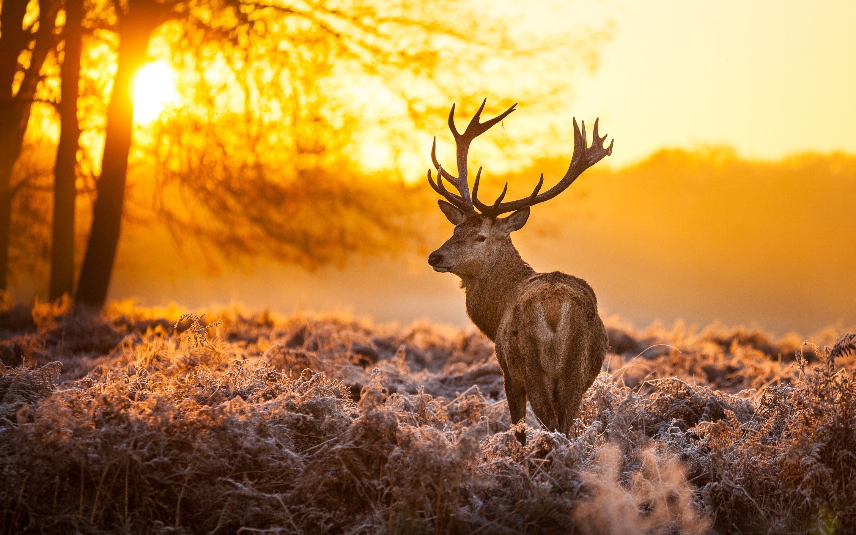 Cervo al tramonto dorato, 2880x1800 WQXGA, MacBook Pro