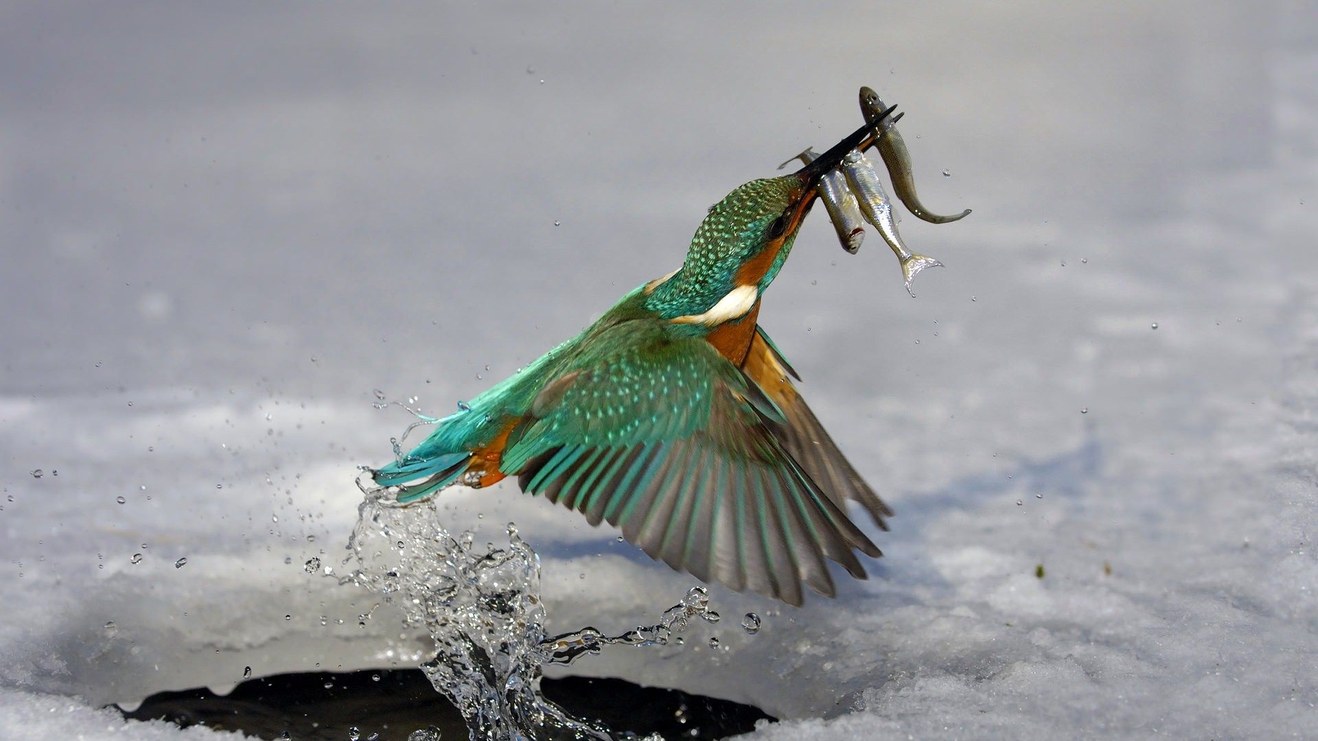 Martin pescatore con pesce catturato, 1920x1080 Full HD, Ultrabook