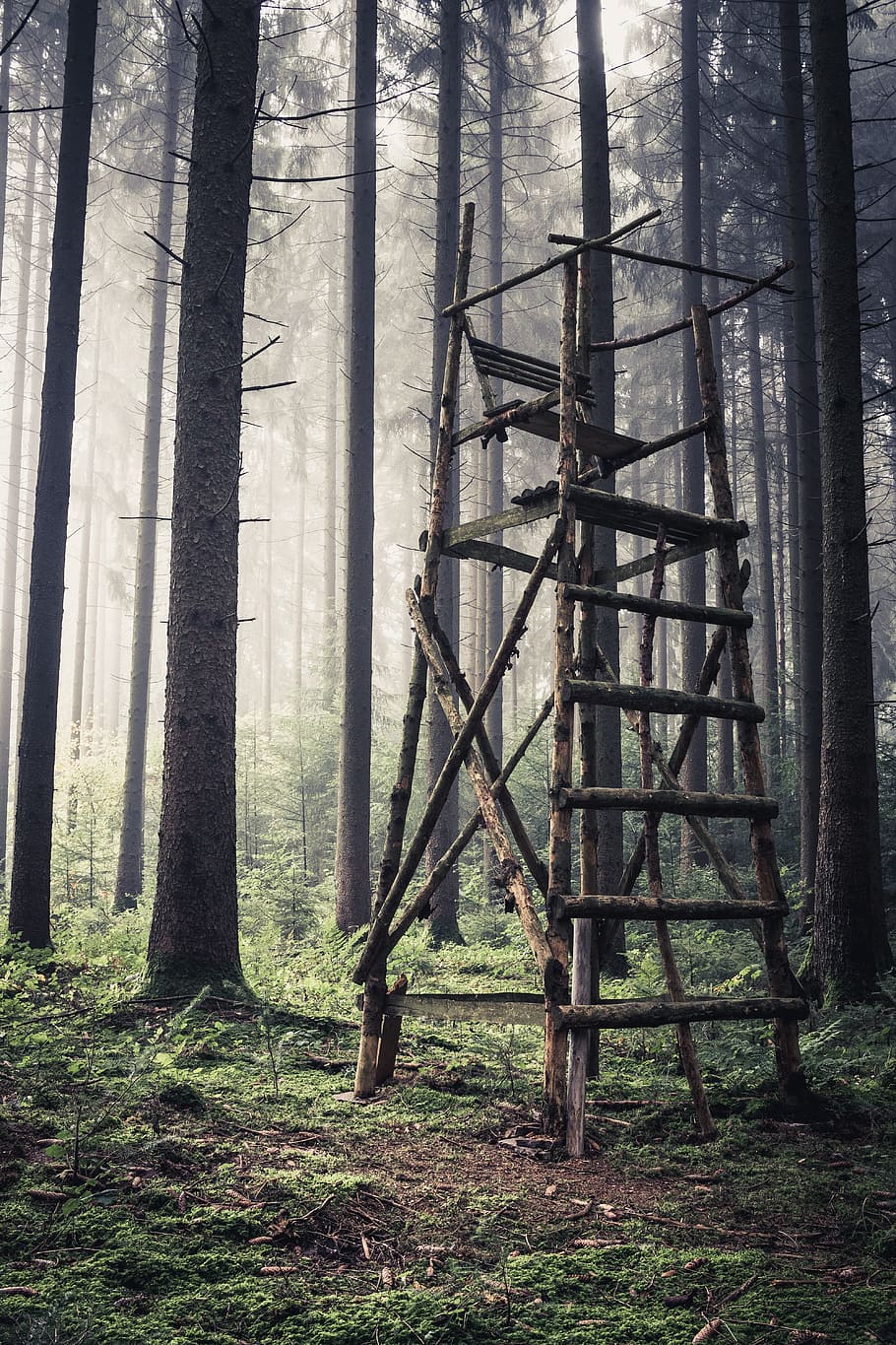 Altana di caccia in bosco, 910x1365 Full HD Verticale, Smartphone