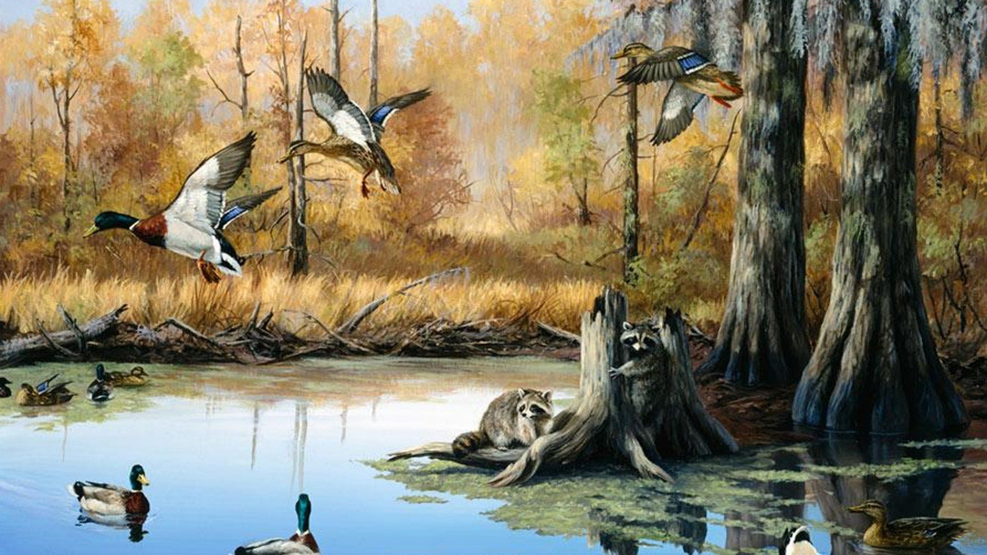 Anatre in volo su palude, 1920x1080 Full HD 1080p, Laptop