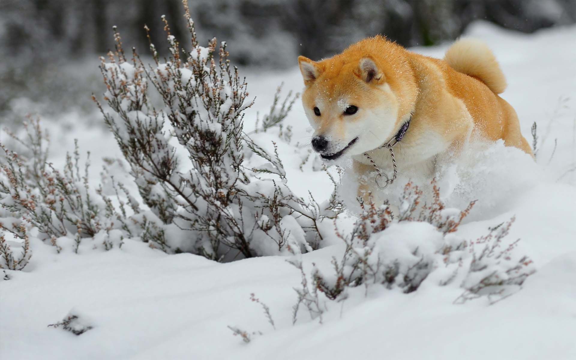 Cane Shiba Inu nella neve, 1920x1200 WUXGA, Acer Nitro