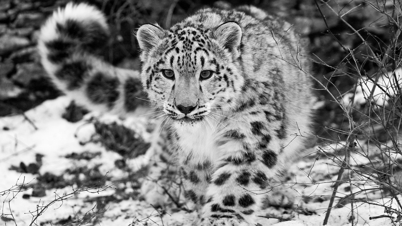 Leopardo delle nevi bianco-nero, 1366x768 720p, ROG Asus Laptop