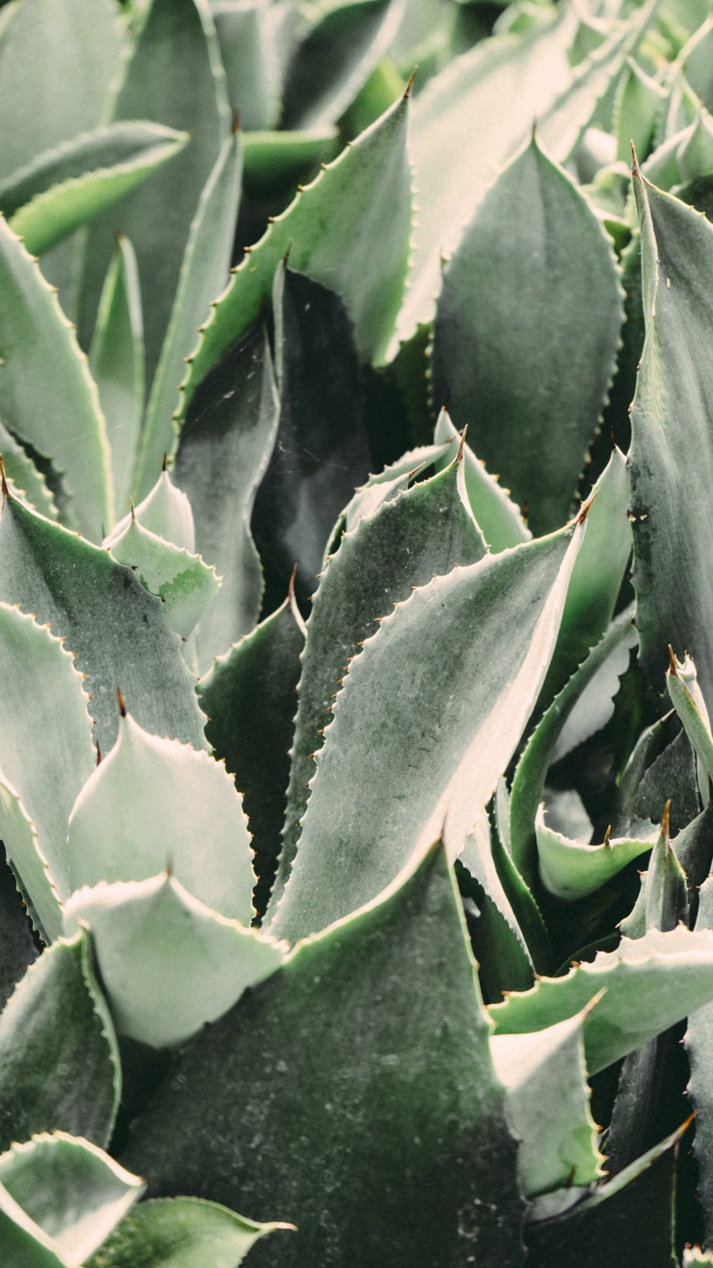 Piante grasse verdi succulente, 700x1310 Verticale, Telefono