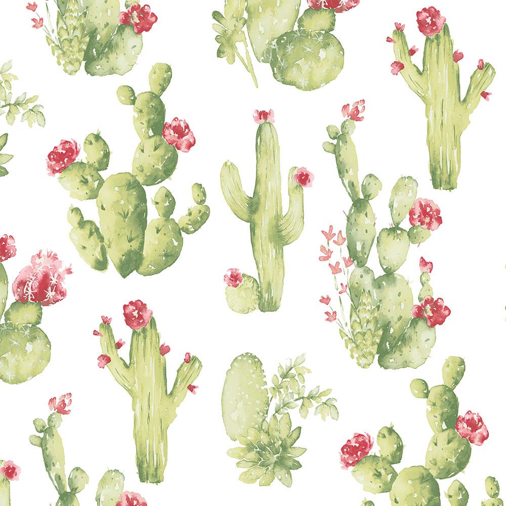 Cactus acquerello verde su bianco, 1000x1000 HD, PC