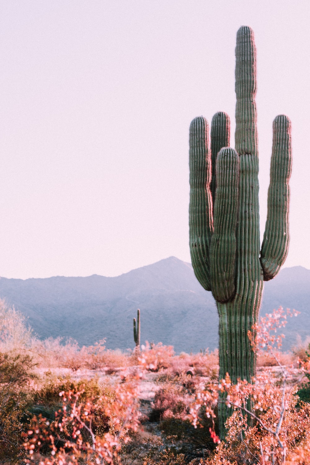 Cactus saguaro nel deserto, 1000x1500 Verticale, OnePlus