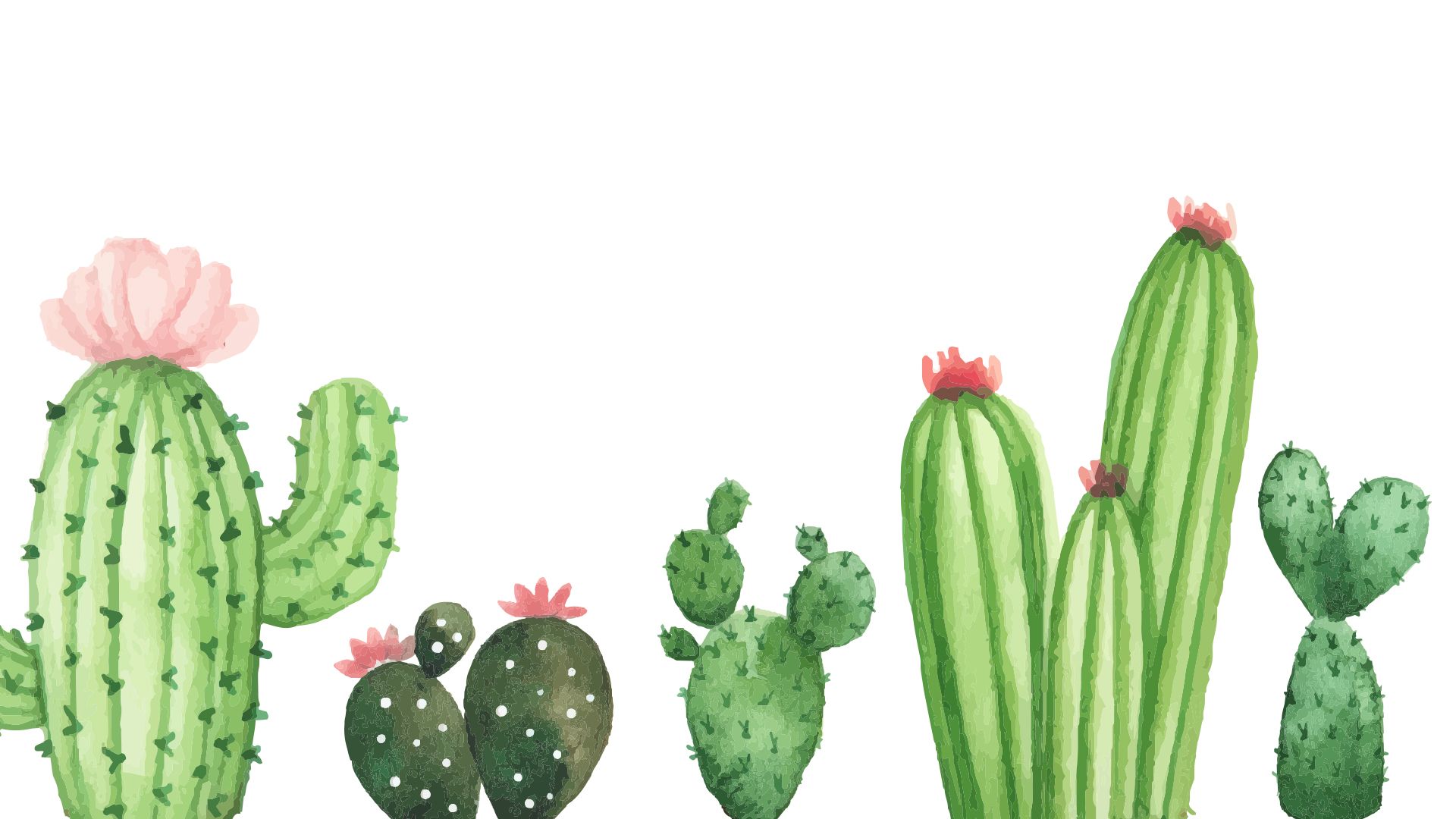 Cactus acquerello sfondo bianco, 1920x1080 Full HD 1080p, Desktop