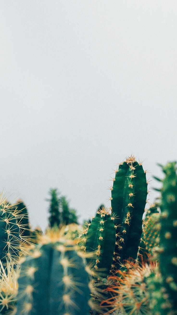 Cactus verdi su cielo chiaro, 736x1308 Full HD Verticale, iPhone