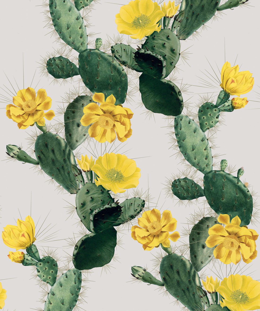 Cactus verdi con fiori gialli, 1100x1318 Verticale, Mobile