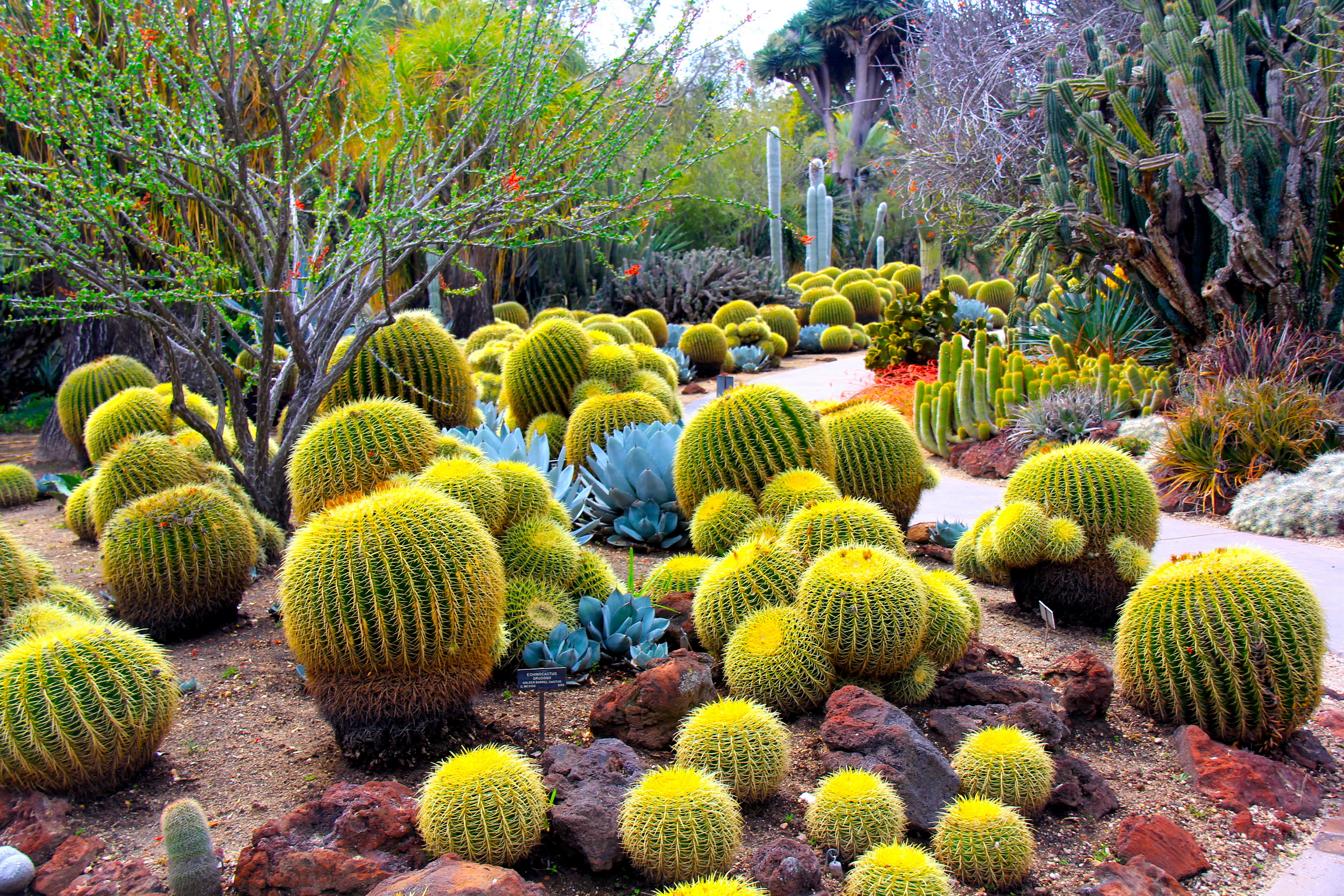 Giardino di cactus dorati, 3072x2048 2K+, Desktop