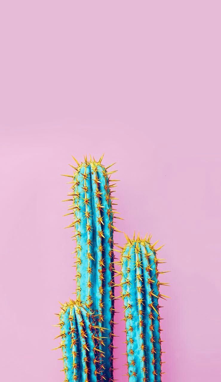 Cactus turchese sfondo rosa, 740x1280 Verticale, Mobile