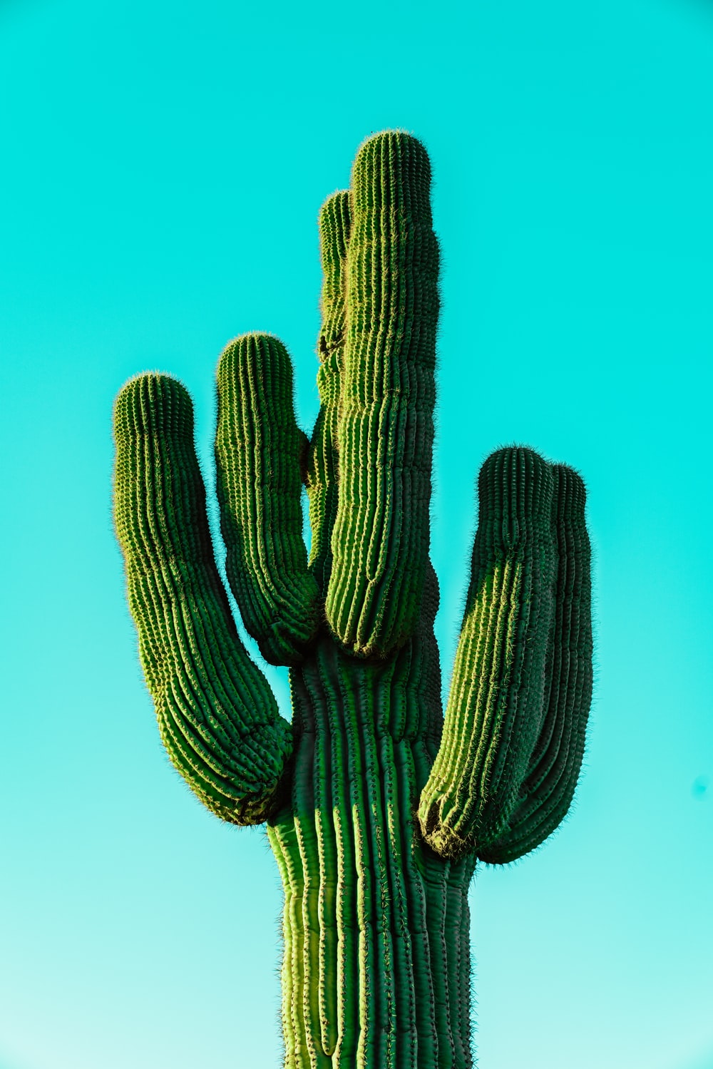 Cactus saguaro cielo turchese, 1000x1499 Full HD Verticale, Realme