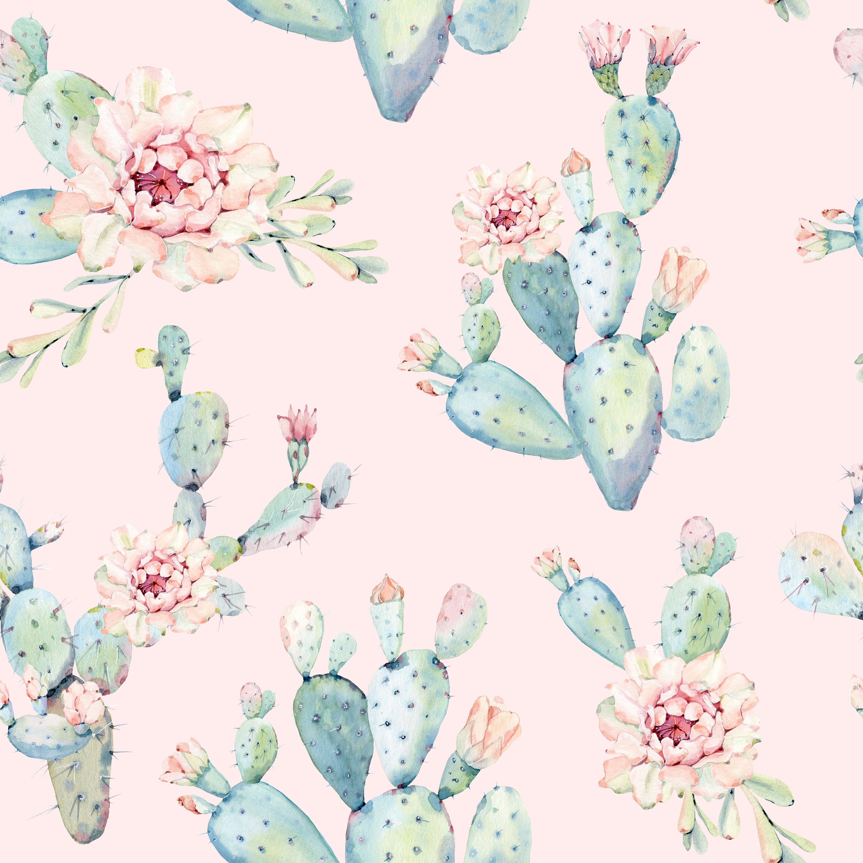 Cactus acquerello sfondo rosa, 3000x3000 WQXGA, Desktop
