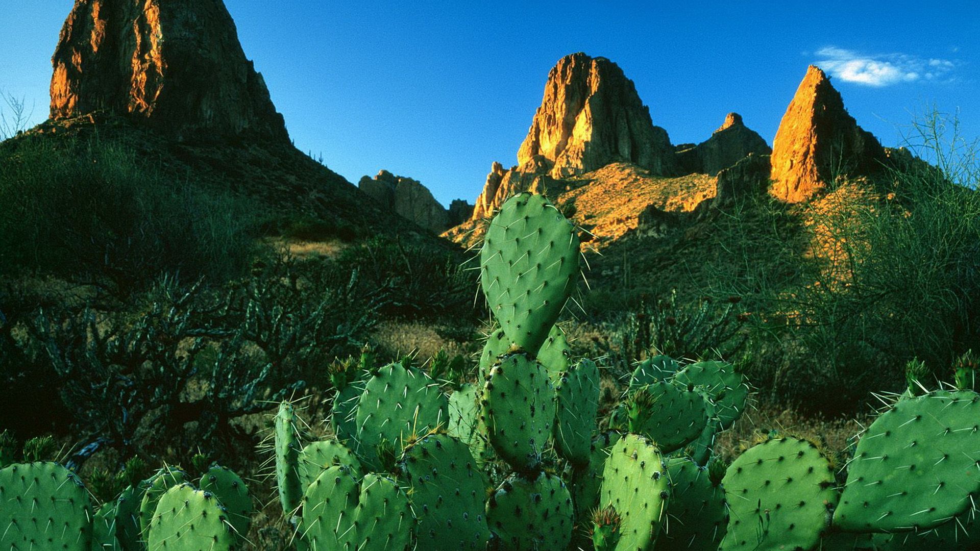 Cactus deserto con montagne rocciose, 1920x1080 1080p, PC Desktop