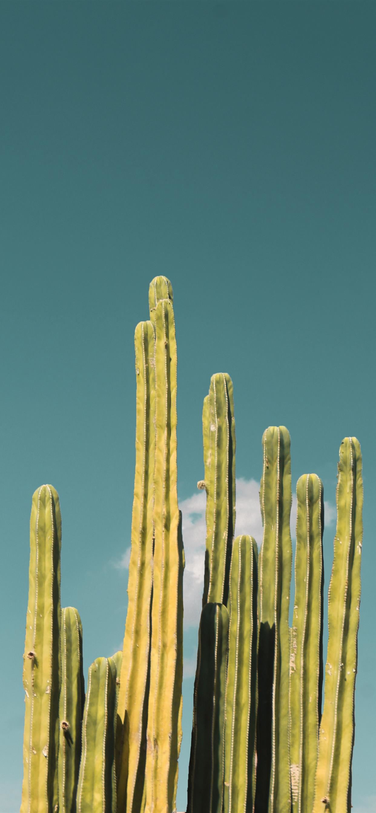 Cactus verde su cielo azzurro, 1242x2688 Full HD Verticale, iPhone Pro Max