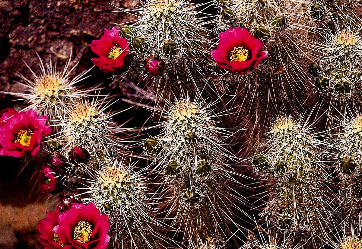 Cactus fiorito con fiori rosa, 1200x825 HD, PC