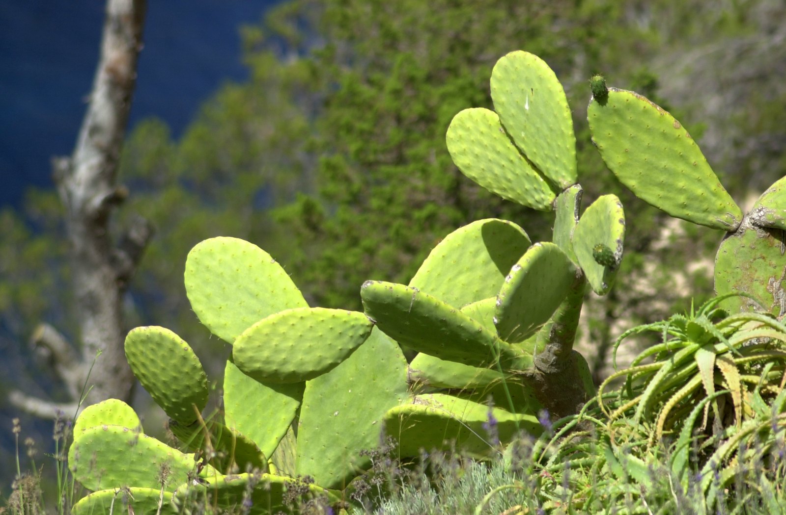 Cactus fico d'India verde, 1600x1050 HD, PC