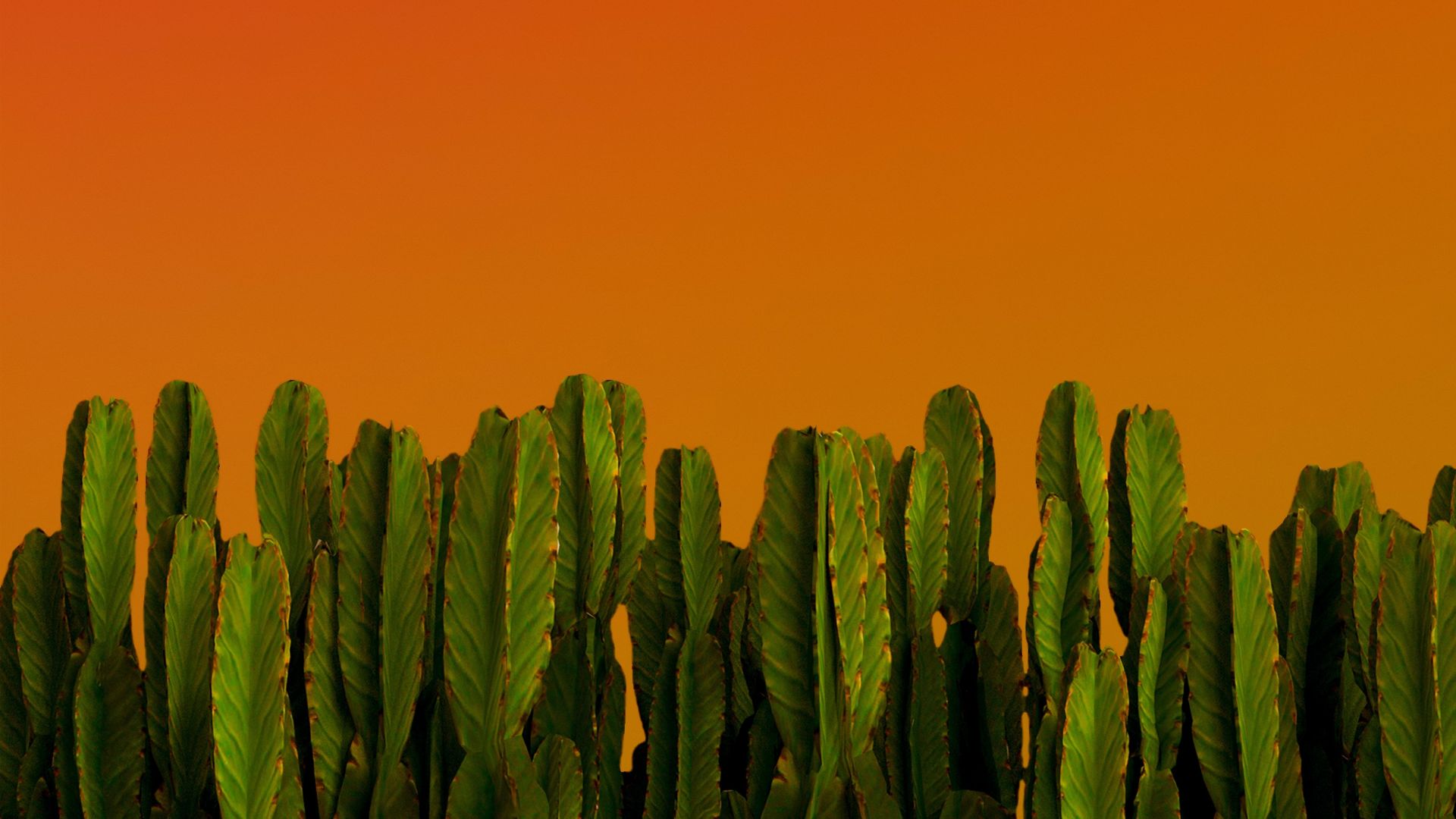 Cactus verdi sfondo arancione, 1920x1080 1080p, Desktop