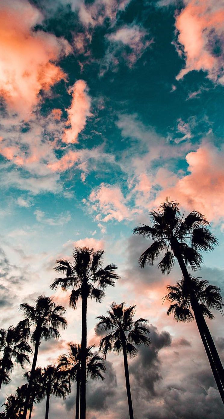 Palme al tramonto California, 744x1392 Verticale, Mobile