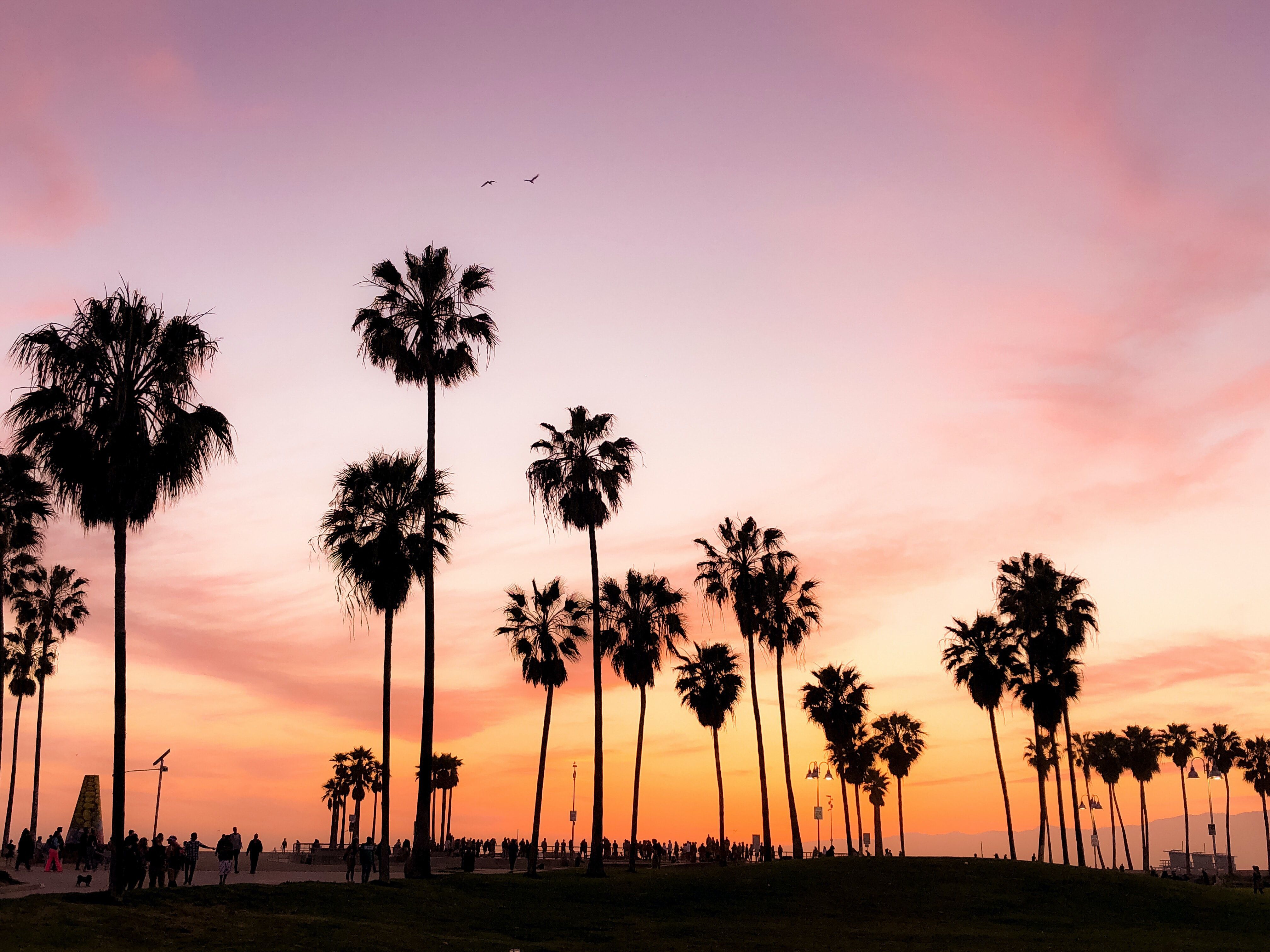 Palme silhouette al tramonto Venice Beach, 4032x3024 4K, Smart TV 4K