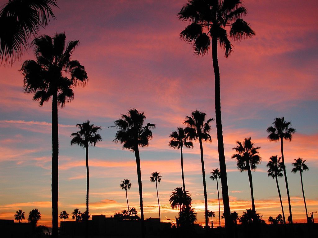 Palme silhouette tramonto California, 1024x768 HD, iMac