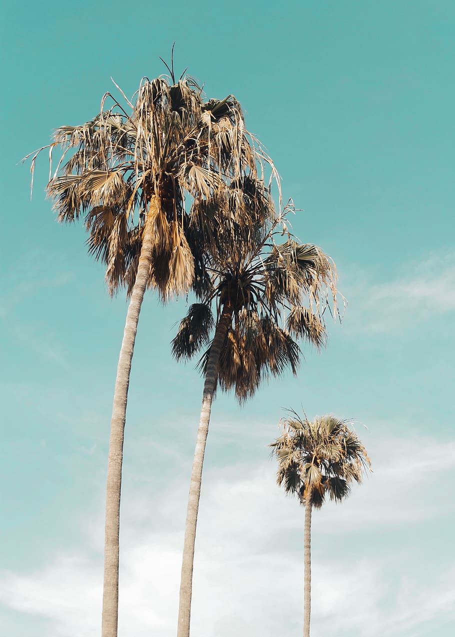 Palme californiane, cielo turchese, 910x1274 Full HD Verticale, iPhone