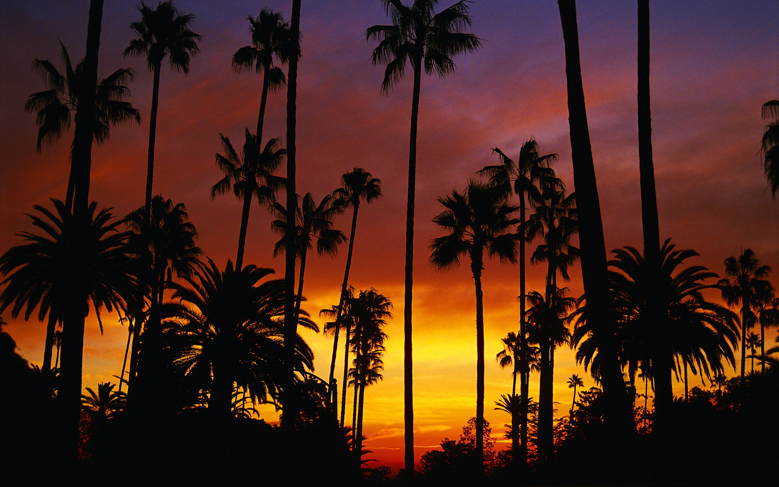 Palme al tramonto California, 2560x1600 2K, MacBook Pro