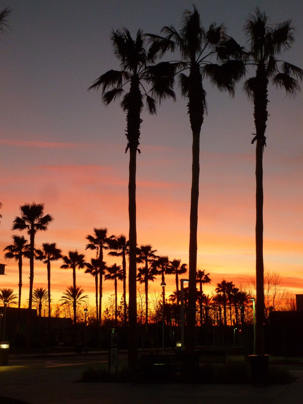 Palme al tramonto California, 1280x1707 Full HD Verticale, iPhone