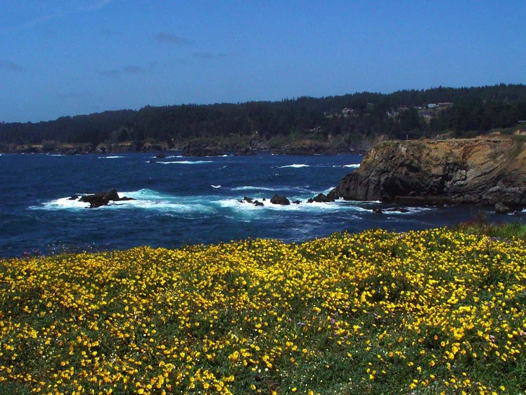 Costa California con fiori gialli, 1066x800 HD, Desktop