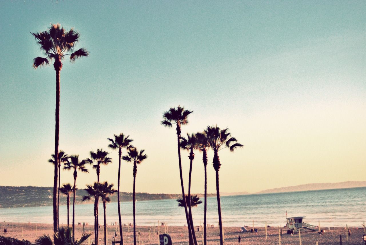 Palme spiaggia California, 1280x857 HD, Desktop