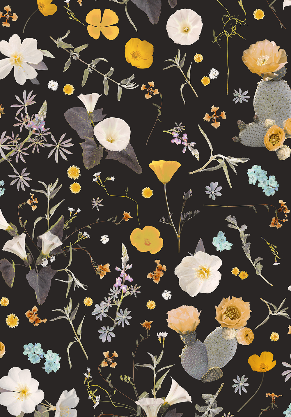 Fiori selvatici su sfondo nero, 1000x1431 Full HD Verticale, Smartphone