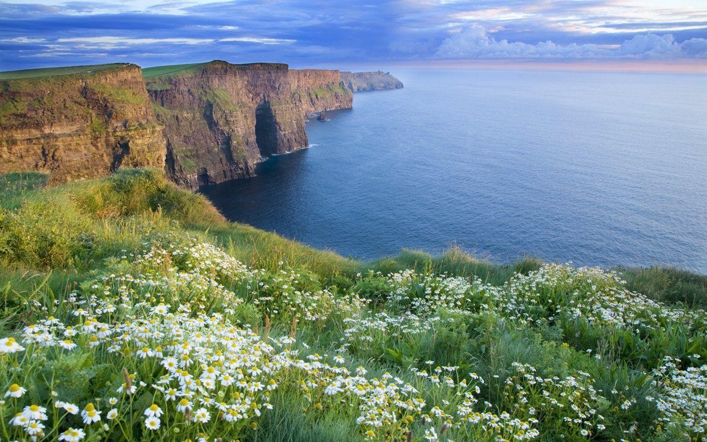 Scogliere costa irlandese con margherite, 1440x900 HD, Desktop