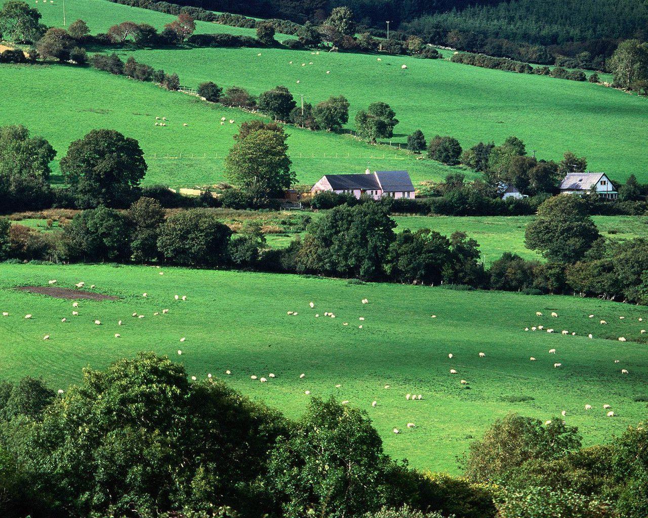 Campagna irlandese con pecore, 1280x1024 HD, Desktop