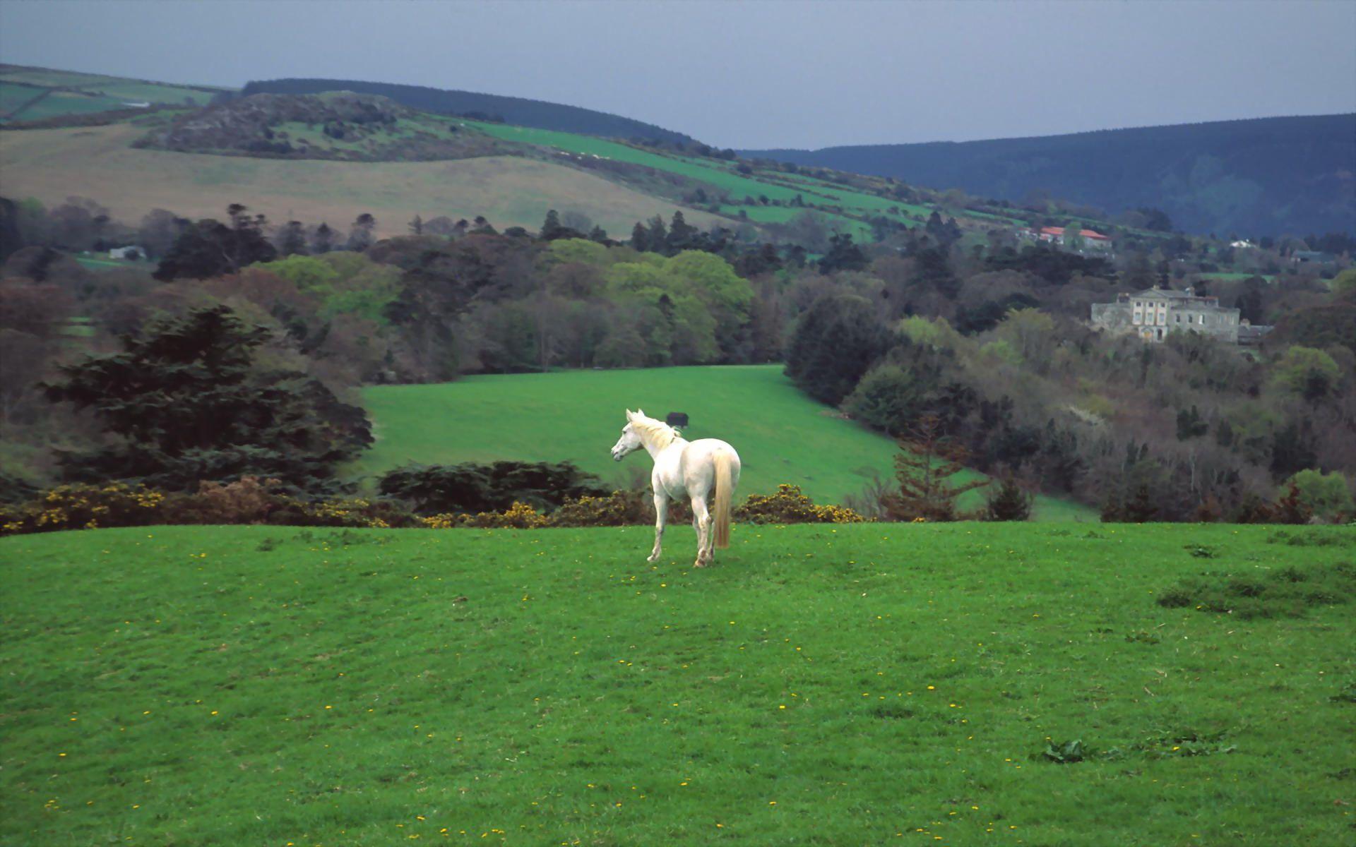 Cavallo bianco campagna irlandese, 1920x1200 WUXGA, PC